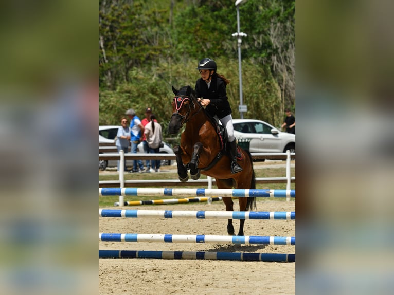Classic Pony Mix Mare 18 years 14.1 hh Bay-Dark in Montalto Uffugo