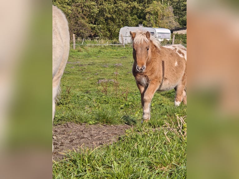 Classic Pony Mare 1 year Leopard-Piebald in Heringsdorf