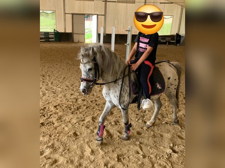 Classic Pony Mare 21 years 10,2 hh in Krapinske Toplice