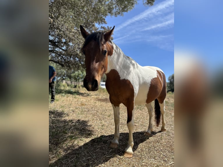 Classic Pony Mix Mare 2 years 11,2 hh Pinto in Ciutadella De Menorca