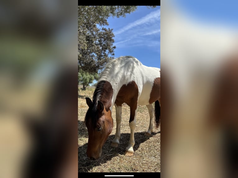 Classic Pony Mix Mare 2 years 11,2 hh Pinto in Ciutadella De Menorca