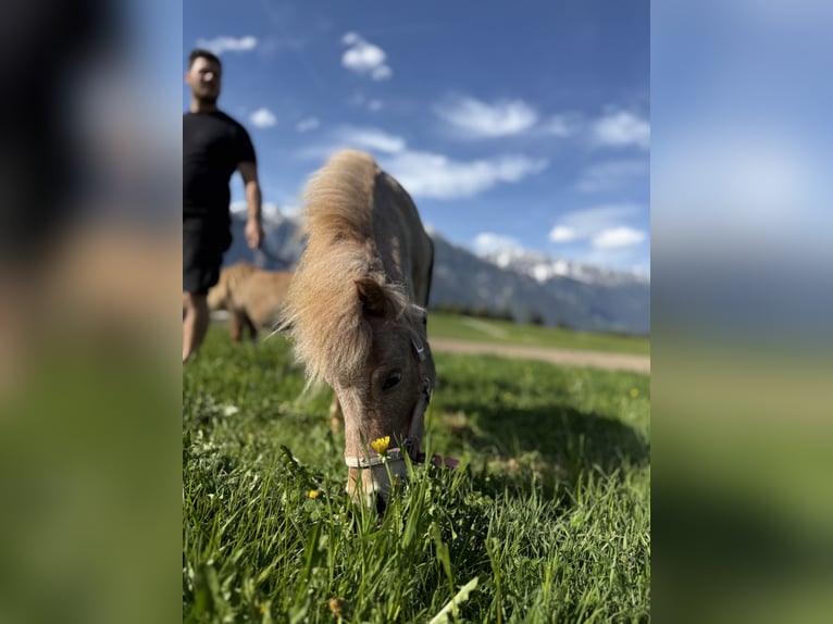 Classic Pony Mix Mare 2 years 8.3 hh Chestnut-Red in Götzens