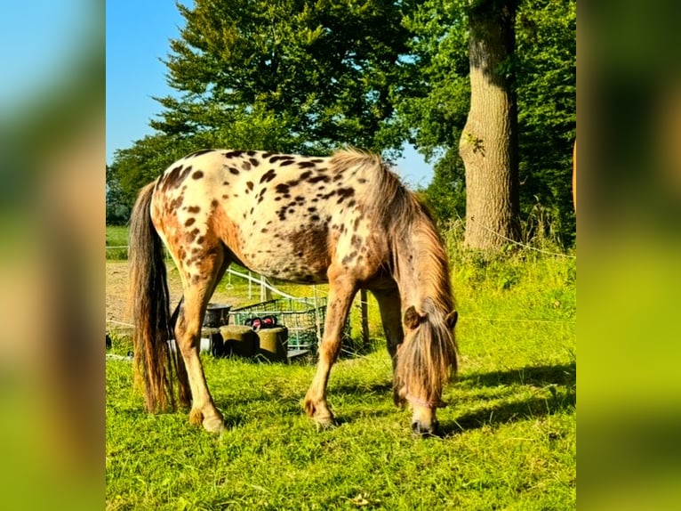 Classic Pony Mare 3 years 10 hh Leopard-Piebald in Schwabstedt