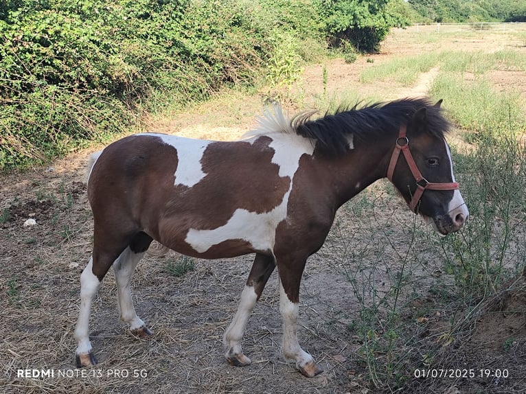 Classic Pony Mare 3 years 10,1 hh in Le GUA