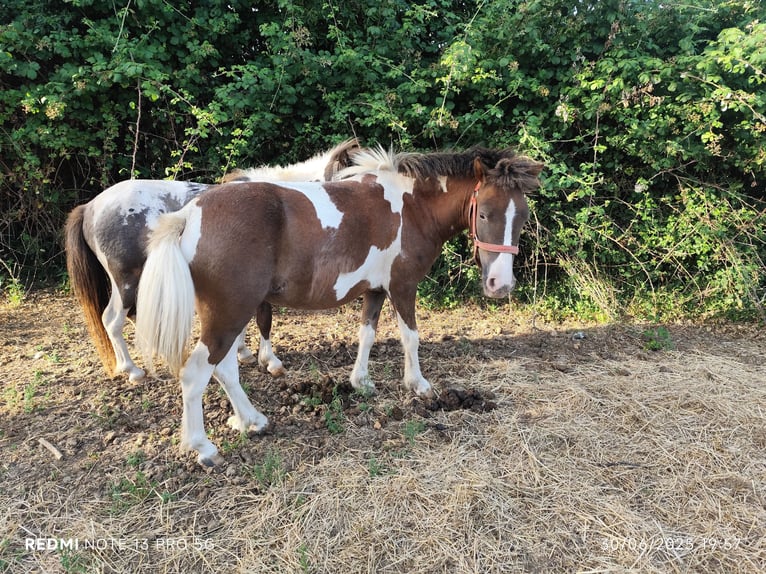 Classic Pony Mare 3 years 10,1 hh in Le GUA
