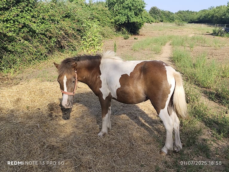 Classic Pony Mare 3 years 10,1 hh in Le GUA