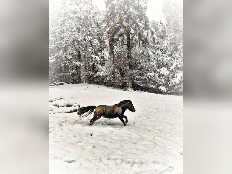 Classic Pony Mix Mare 3 years 11,1 hh Leopard-Piebald in Fraxern