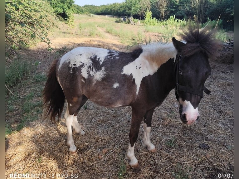 Classic Pony Mare 3 years 9,2 hh in Le GUA