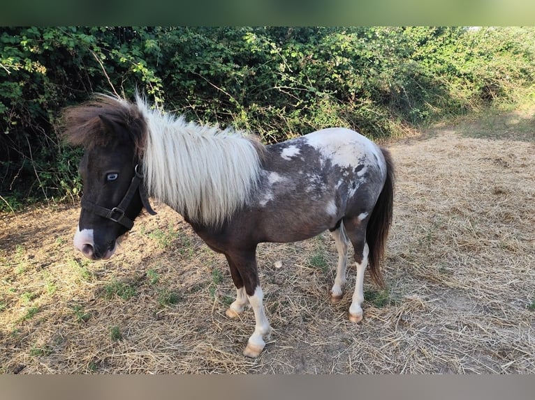 Classic Pony Mare 3 years 9,2 hh in Le GUA