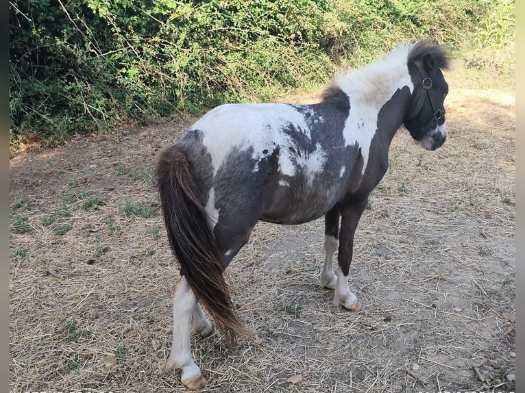 Classic Pony Mare 3 years 9,2 hh in Le GUA