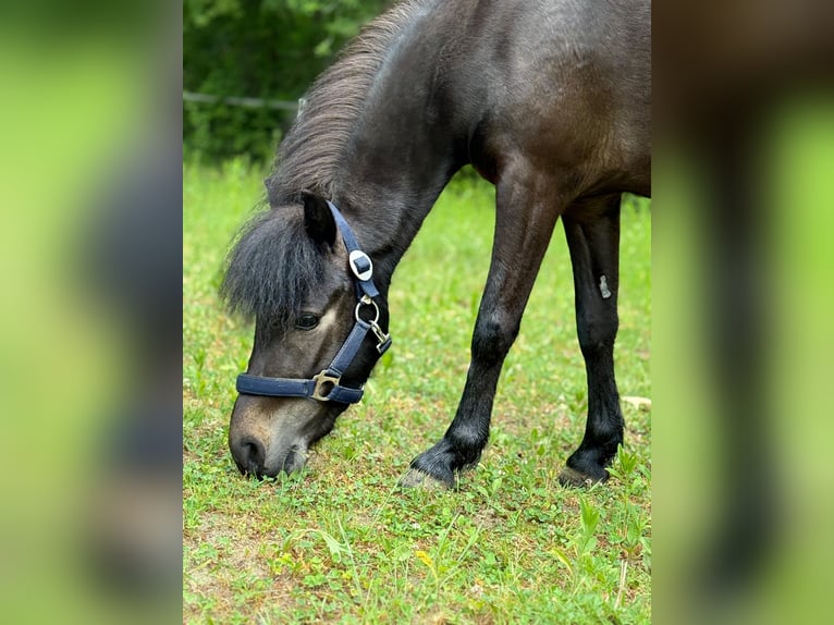 Classic Pony Mare 4 years 10,1 hh Bay-Dark in Herxheim bei Landau/Pfalz