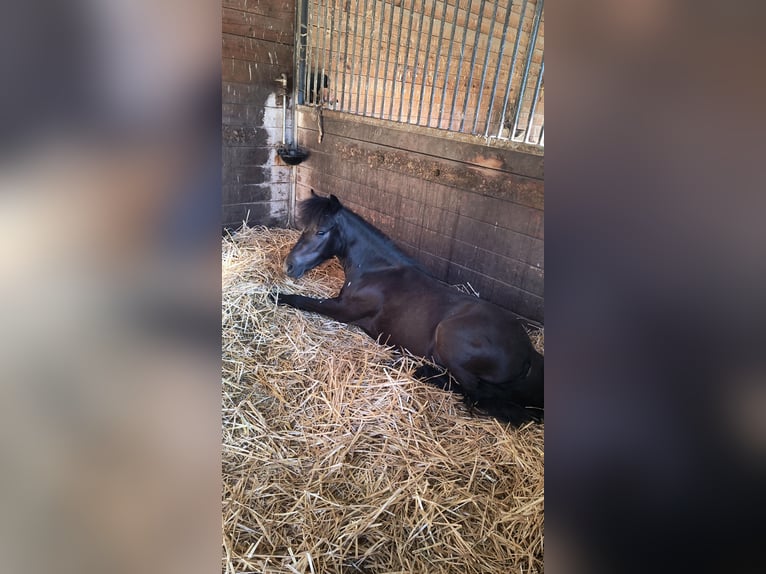 Classic Pony Mare 4 years 10,1 hh Bay-Dark in Herxheim bei Landau/Pfalz