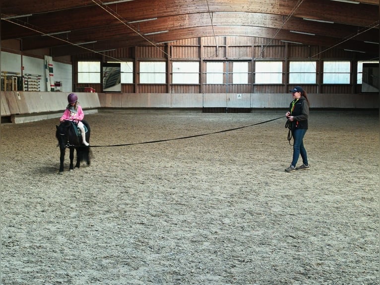 Classic Pony Mare 4 years 10,1 hh Bay-Dark in Herxheim bei Landau/Pfalz