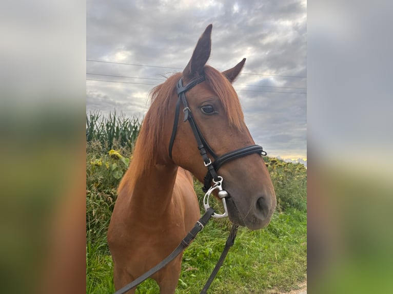 Classic Pony Mare 4 years 13,1 hh Chestnut-Red in Uttendorf