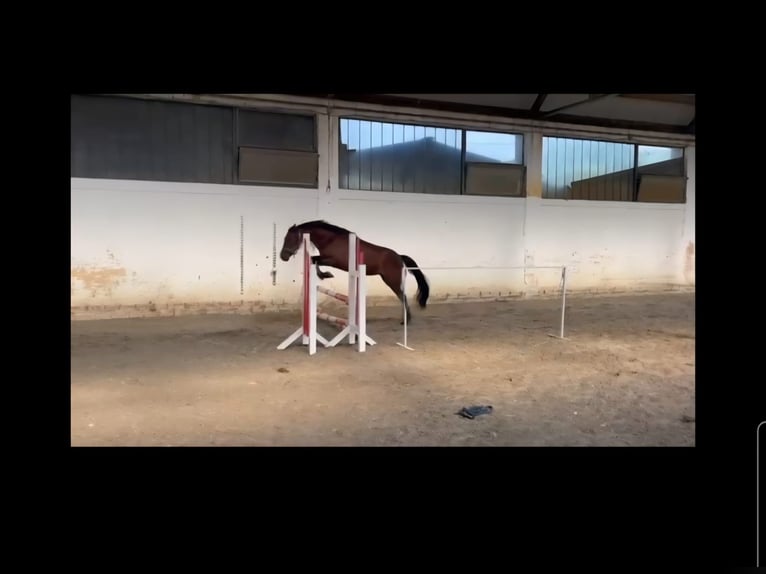 Classic Pony Mix Mare 4 years 14.1 hh Bay in Lipik