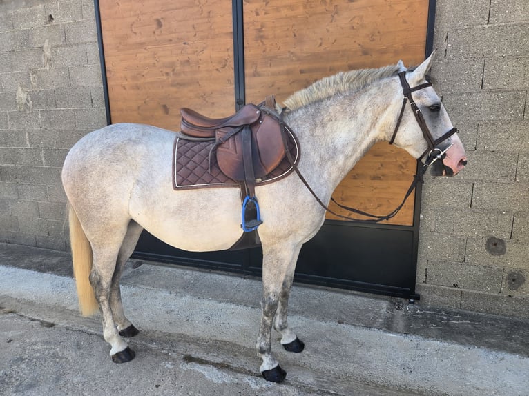 Classic Pony Mare 4 years 14.1 hh Grey in Chavannes sur reyssouze
