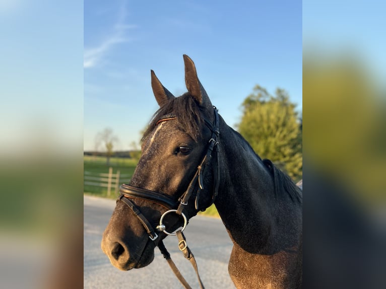 Classic Pony Mare 4 years 14,1 hh Gray-Fleabitten in Uttendorf