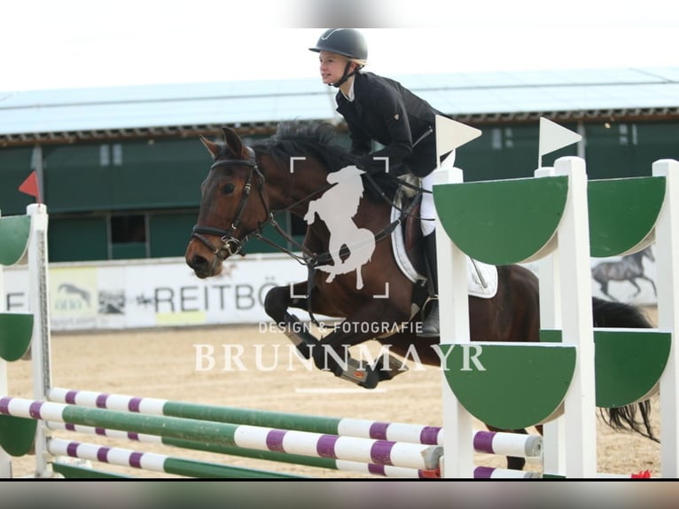 Classic Pony Mix Mare 4 years 14,2 hh Brown in Uttendorf