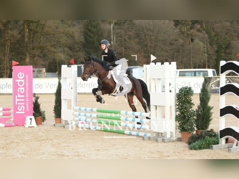 Classic Pony Mix Mare 4 years 14,2 hh Brown in Uttendorf