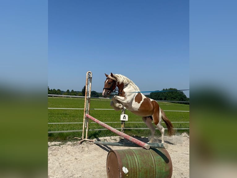 Classic Pony Mare 4 years 14,2 hh Pinto in Uttendorf