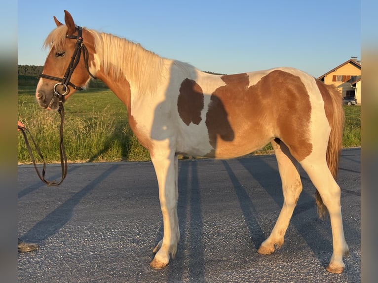 Classic Pony Mare 4 years 14,2 hh Pinto in Uttendorf