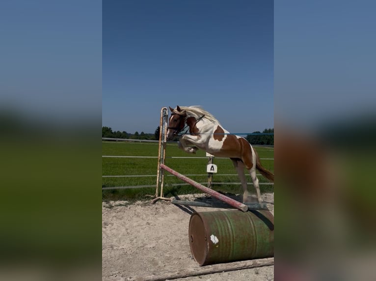 Classic Pony Mare 4 years 14,2 hh Pinto in Uttendorf