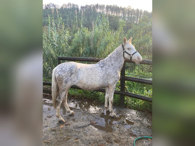 Classic Pony Mare 5 years 12,2 hh Palomino in Leioa