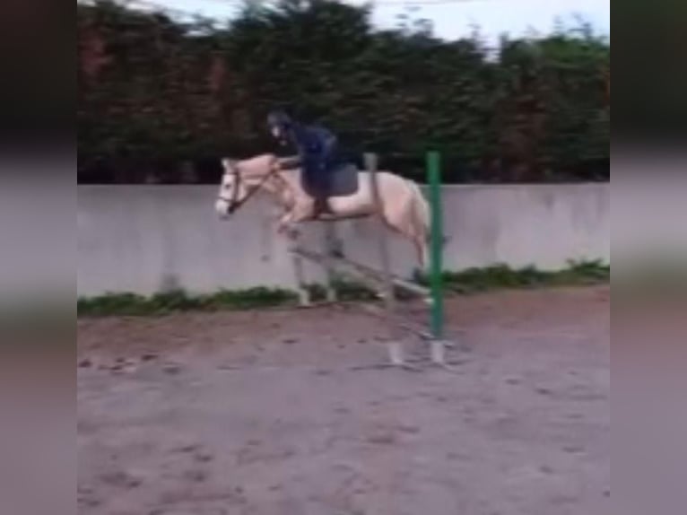 Classic Pony Mare 5 years 12,2 hh Palomino in Leioa