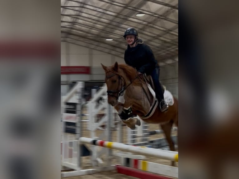 Classic Pony Mare 5 years 13.1 hh Chestnut-Red in Uttendorf