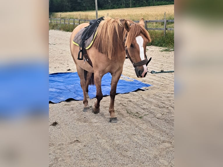 Classic Pony Mare 5 years 13.2 hh Red Dun in DOURNAZAC