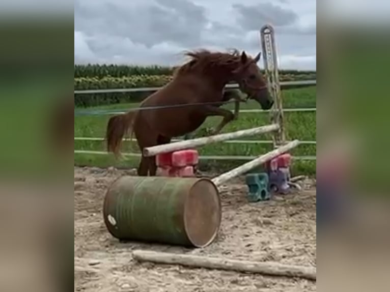 Classic Pony Mare 5 years 13,1 hh Chestnut-Red in Uttendorf