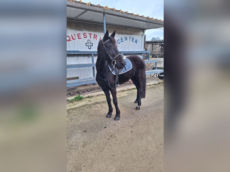 Classic Pony Mare 5 years 13,2 hh Black in Solarino