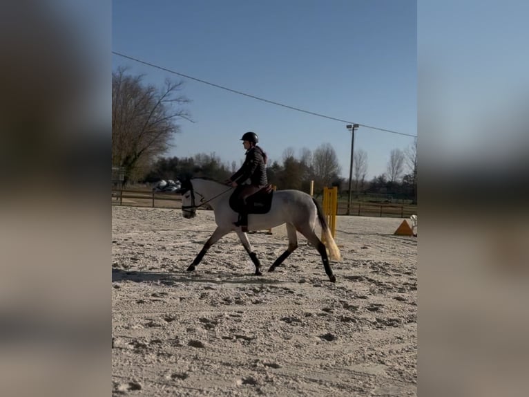 Classic Pony Mare 5 years 14,1 hh Gray in Saint-Pardoux-du-Breuil