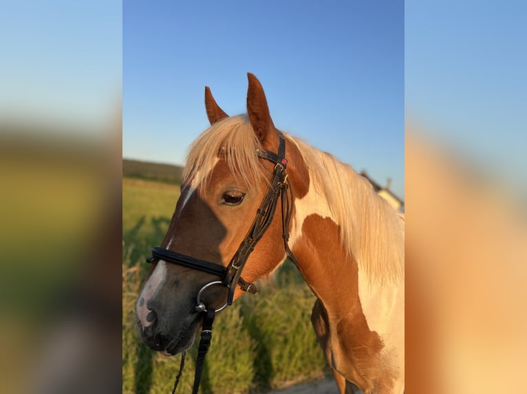 Classic Pony Mare 5 years 14,2 hh Pinto in Uttendorf