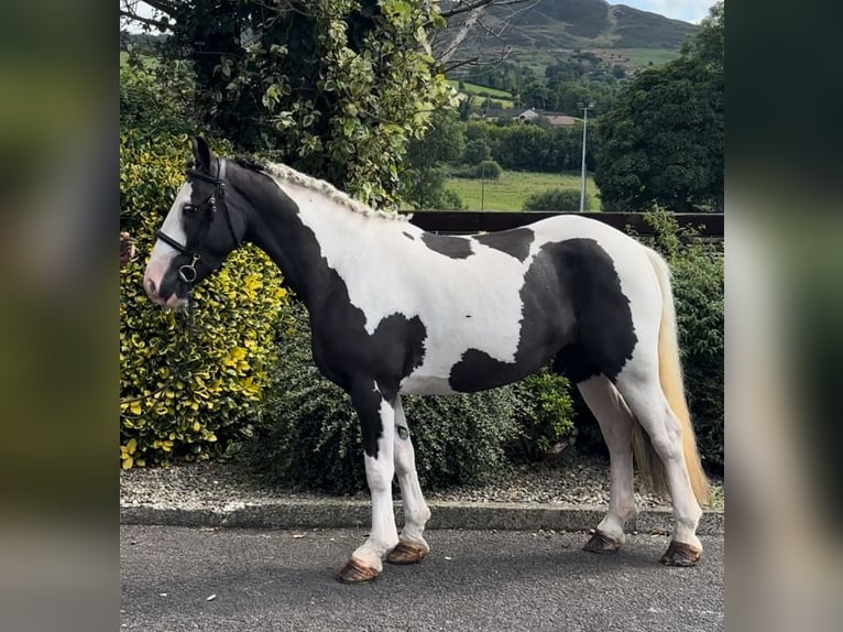 Classic Pony Mare 6 years 13,2 hh Pinto in Down