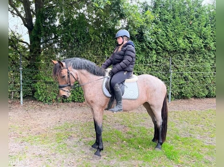 Classic Pony Mare 6 years 15.1 hh Brown-Light in Aarle-Rixtel