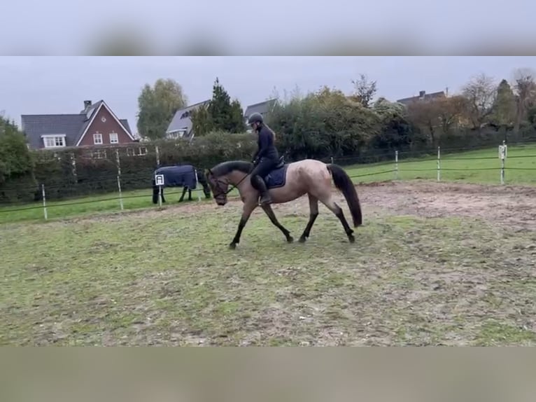 Classic Pony Mare 6 years 15.1 hh Brown-Light in Aarle-Rixtel
