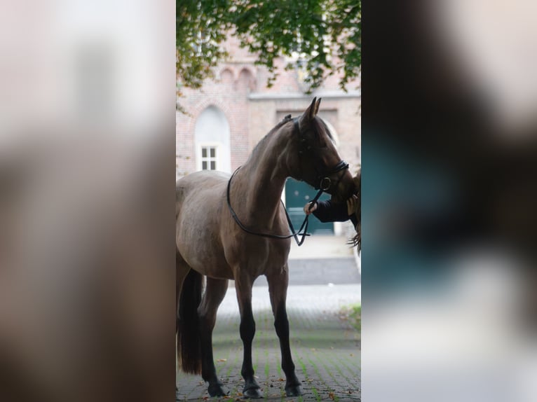 Classic Pony Mare 6 years 15.1 hh Brown-Light in Aarle-Rixtel