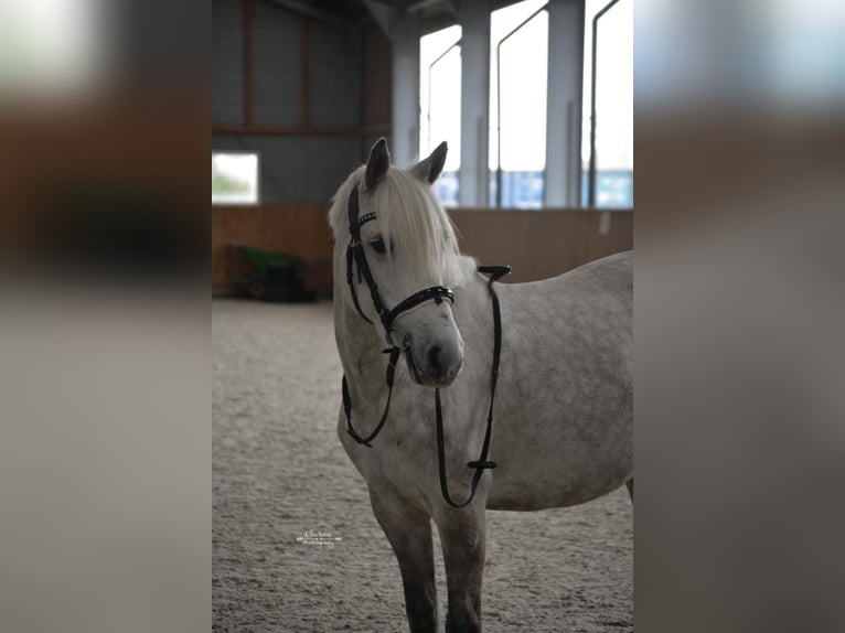 Classic Pony Mare 6 years Grey-Blue-Tan in Nijkerk