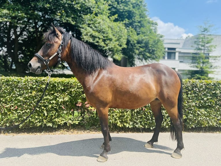 Classic Pony Mare 7 years 12,1 hh Bay-Dark in Dietikon