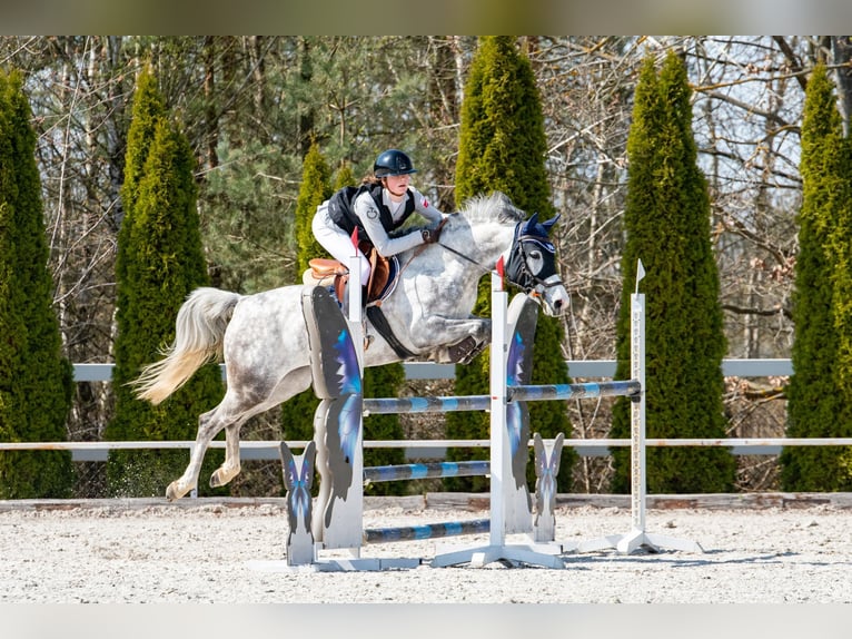 Classic Pony Mare 7 years 14.2 hh Grey in Myślenice