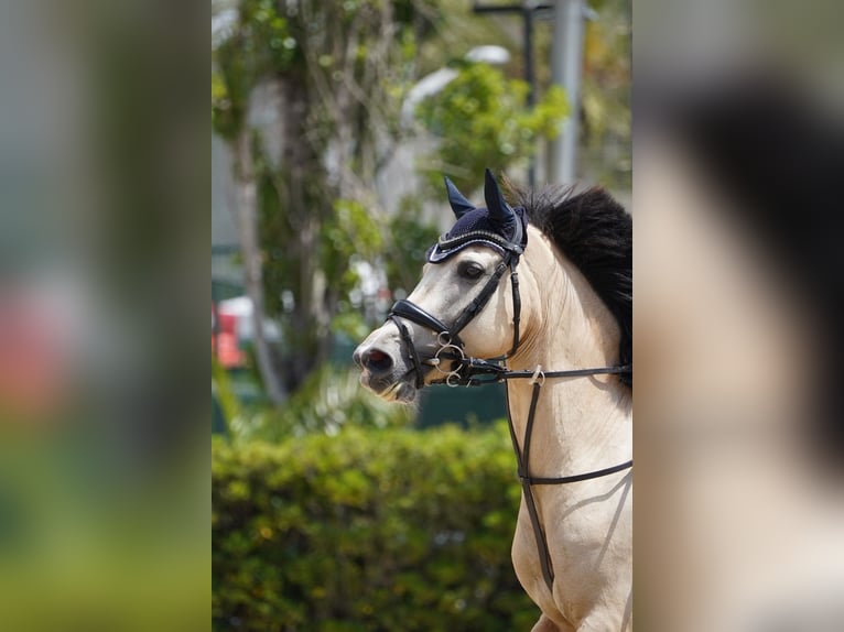 Classic Pony Mix Mare 7 years 14,1 hh Dun in Gava