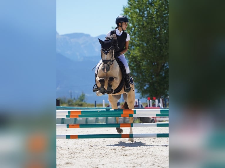 Classic Pony Mix Mare 7 years 14,1 hh Dun in Gava