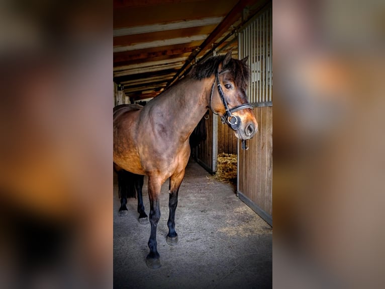 Classic Pony Mare 8 years 12,1 hh Bay-Dark in Dietikon