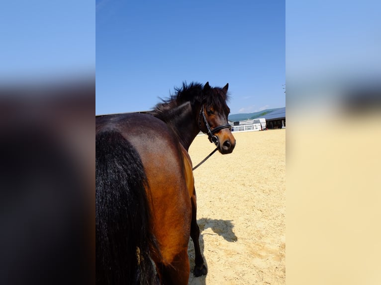 Classic Pony Mare 8 years 12,1 hh Bay-Dark in Dietikon