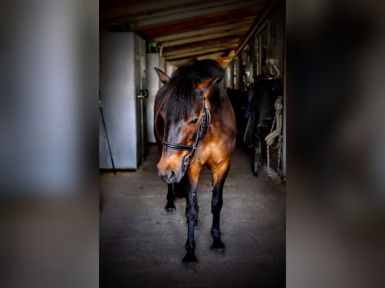 Classic Pony Mare 8 years 12,1 hh Bay-Dark in Dietikon