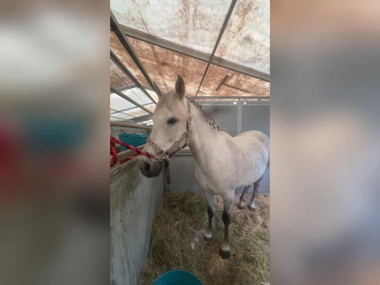 Classic Pony Mare 8 years 14.1 hh Grey-Dapple in Kulm am Zirbitz