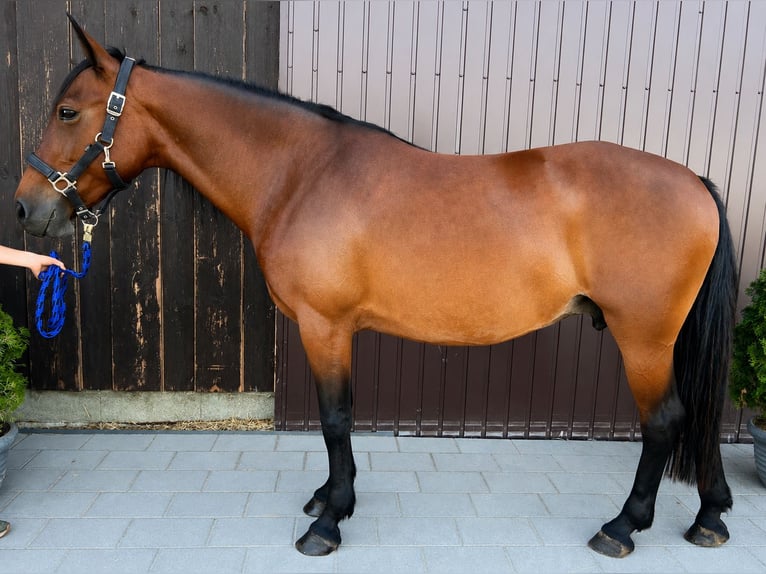 Classic Pony Mare 8 years 14.2 hh Brown in HelpfauUttendorf