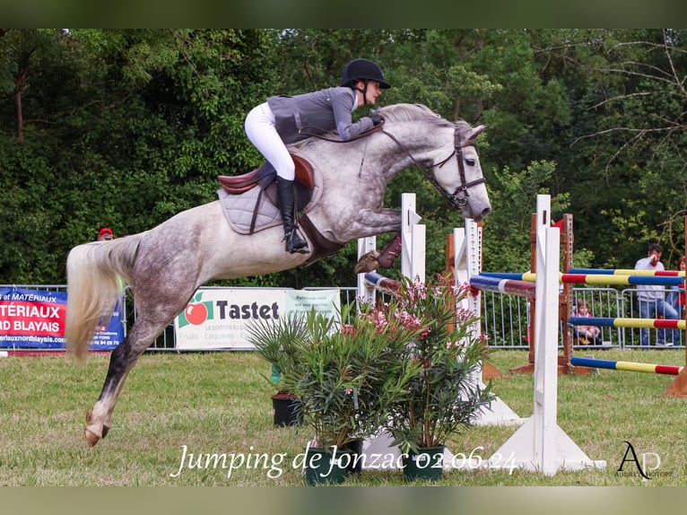 Classic Pony Mare 8 years 14,2 hh Gray in Boisredon