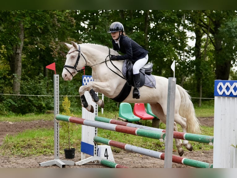 Classic Pony Mare 8 years 14 hh Cremello in Jelgava